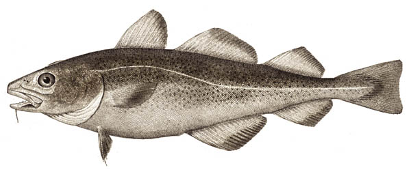 Atlantic cod wallpaper