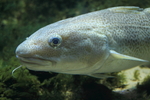 Atlantic cod