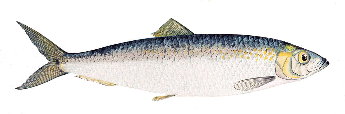 Atlantic herring wallpaper