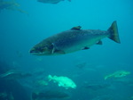 Atlantic salmon