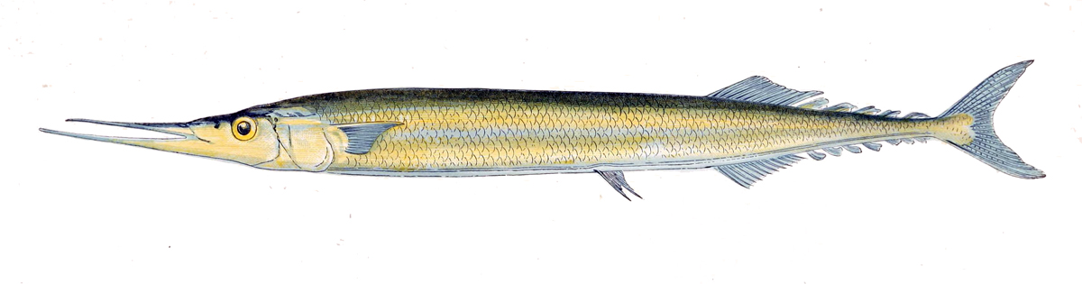 Atlantic saury wallpaper