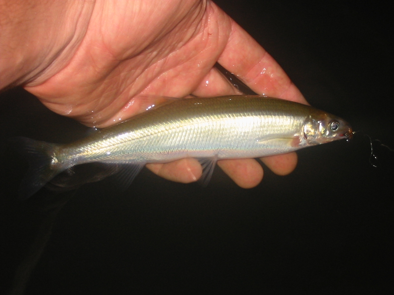 Australian grayling wallpaper