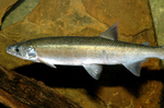 Australian grayling