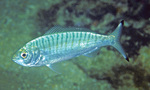 Australian Herring ocean