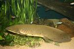  Australian lungfish at the bottom