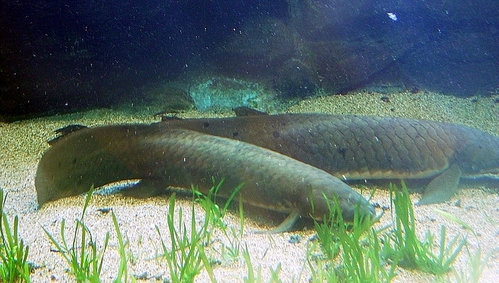 Australian lungfish wallpaper