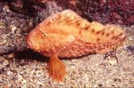 Australian prowfish