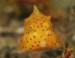 Baby boxfish