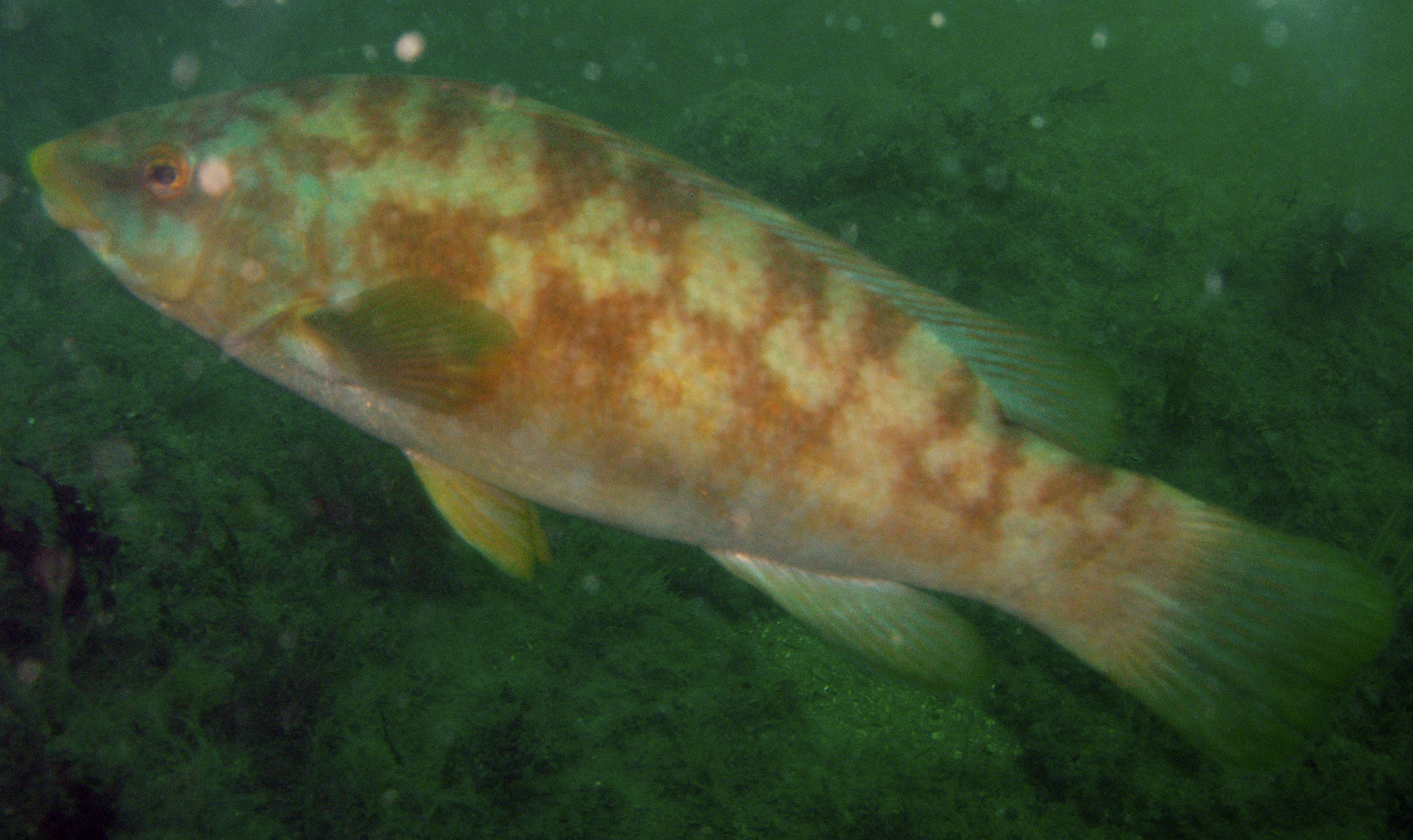 Ballan wrasse wallpaper