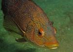 Ballan wrasse