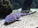 Bamboo shark in zoo