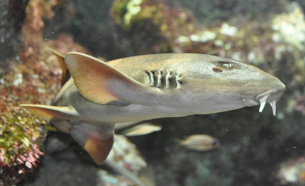 Bamboo shark wallpaper