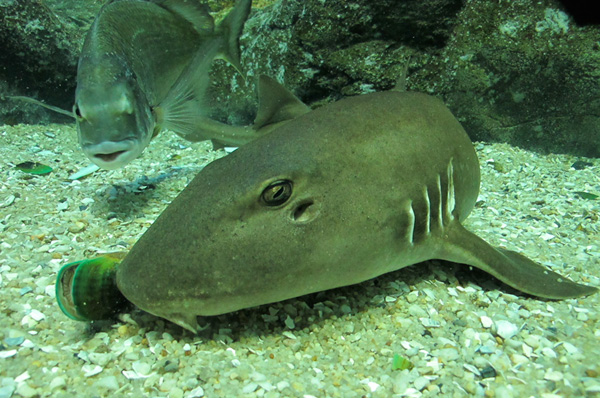 Бамбуковая акула фото