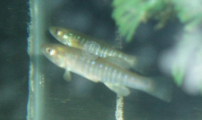 Banded killifish wallpaper