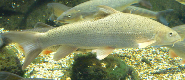 Barbel wallpaper