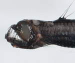 Barbeled dragonfish