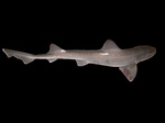 Усатая собачья акула