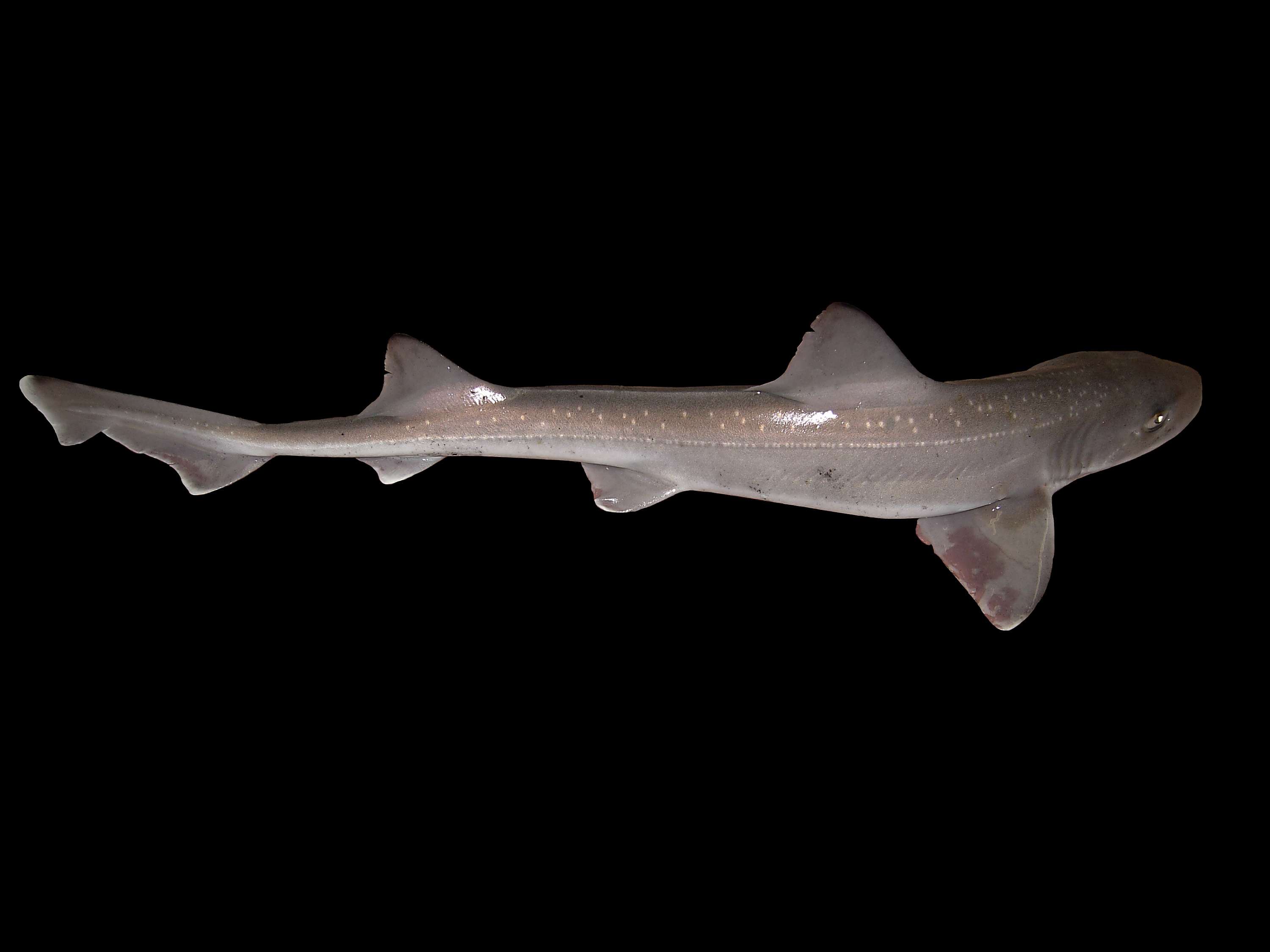 Усатая собачья акула фото