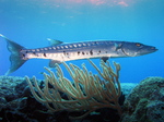 Barracuda