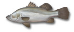 Barramundi