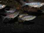 Barred danio