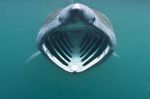 Basking shark jaws