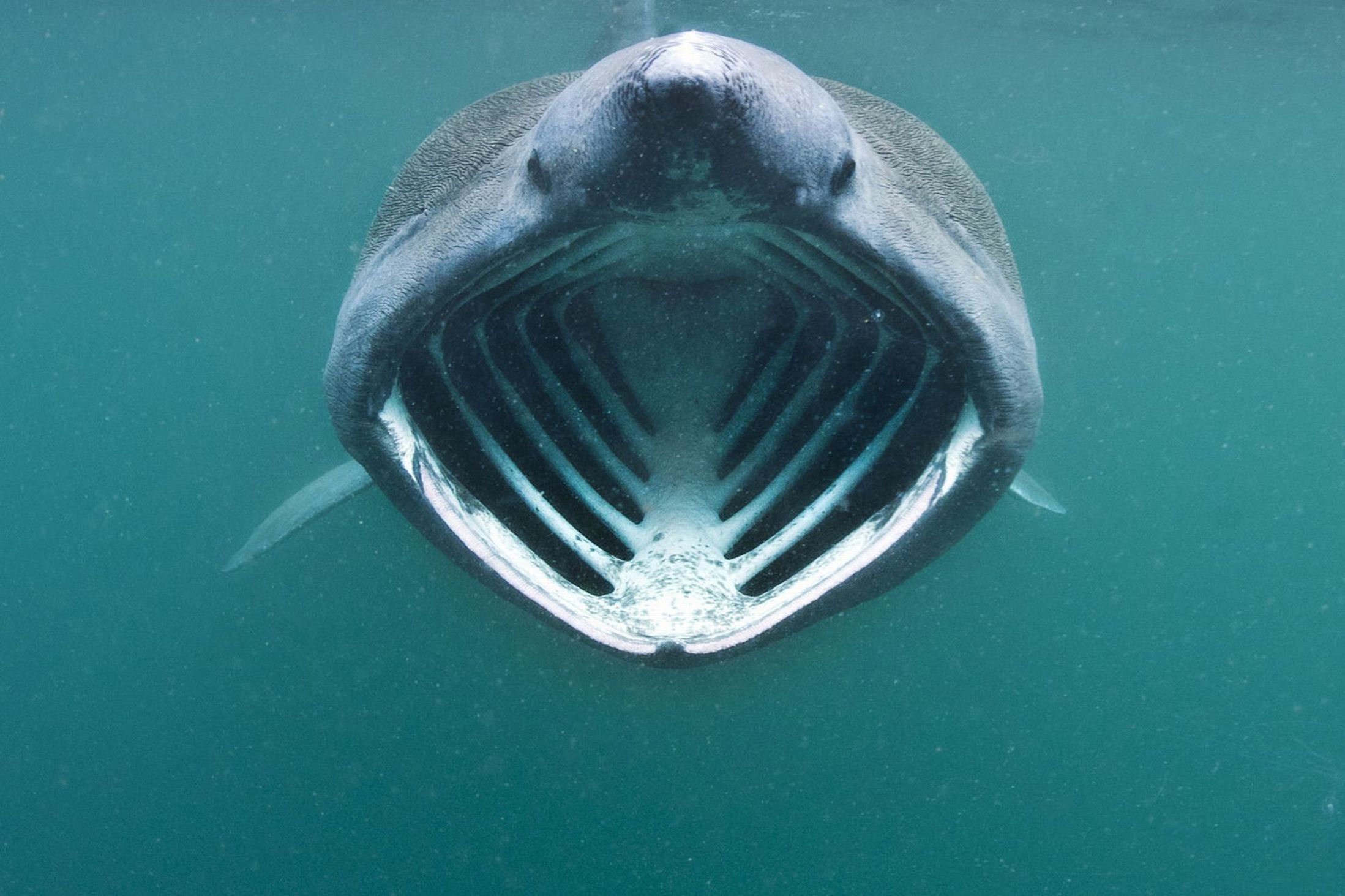 Basking shark jaws wallpaper
