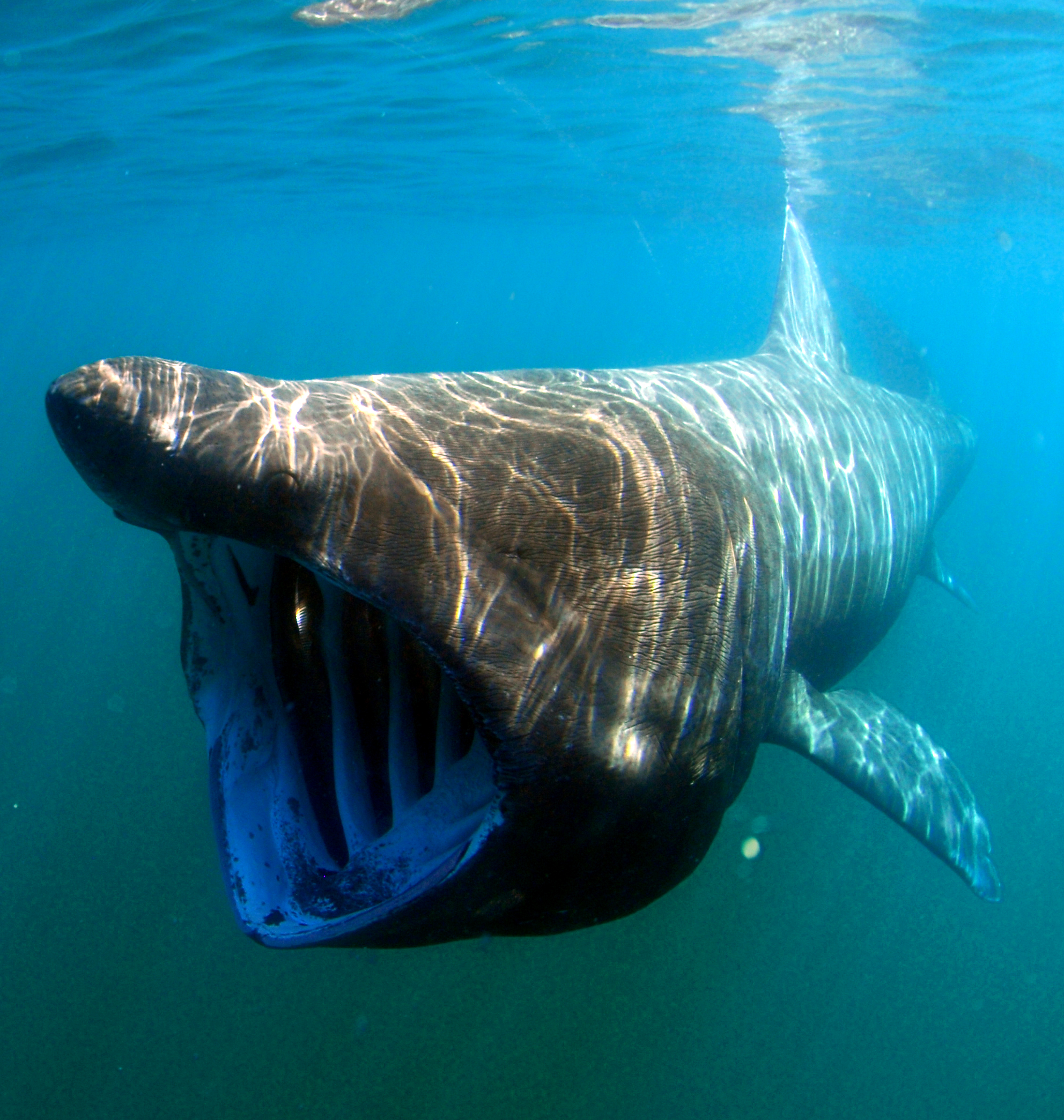 Basking shark wallpaper