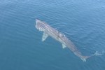 Basking shark top 