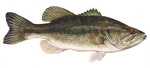 Bass (fish)