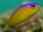 Basslet Fish