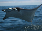 Bat ray jumping