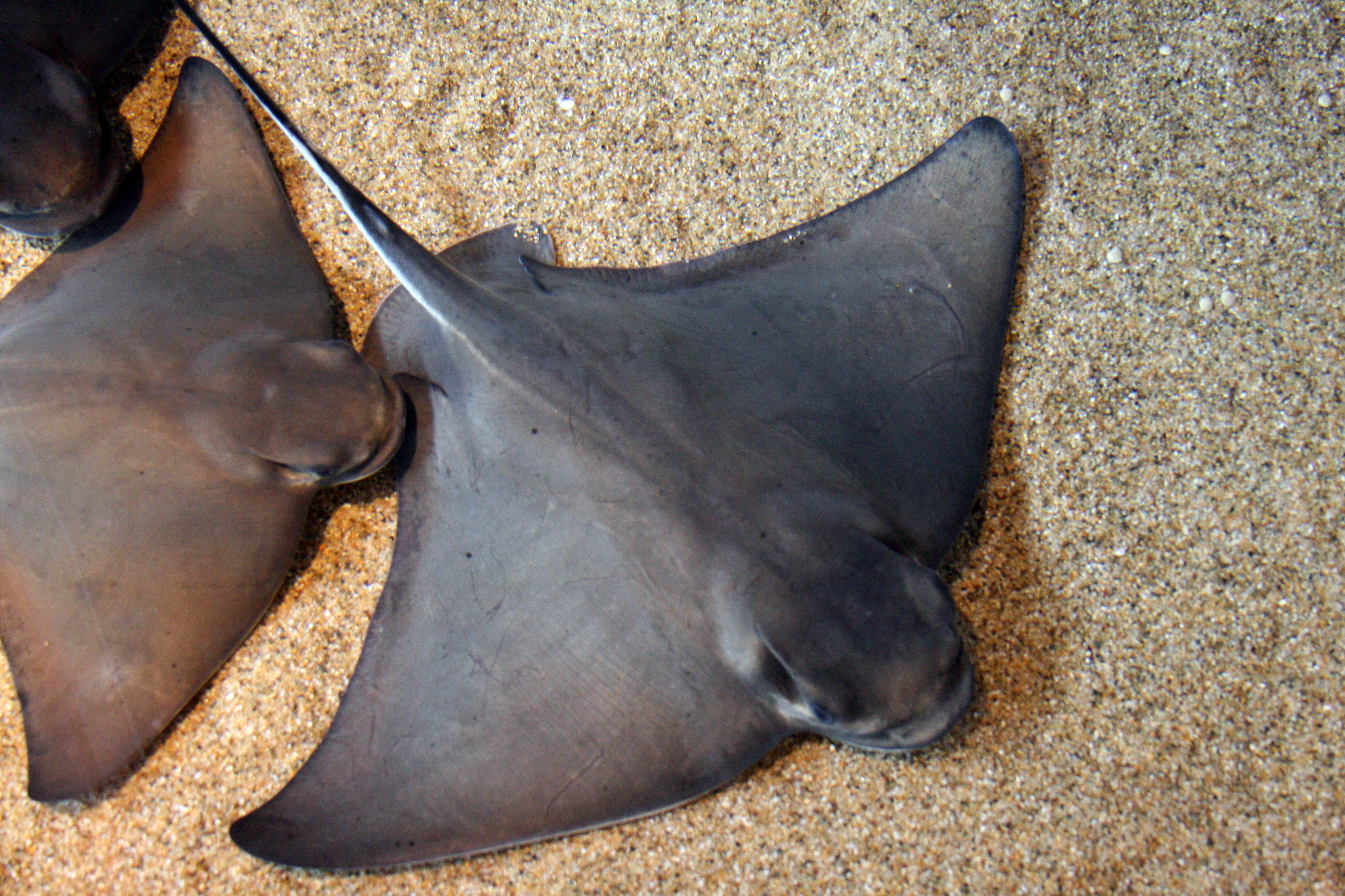 Bat ray wallpaper