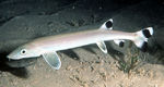 Beaked sandfish