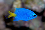 Beautiful damselfish 