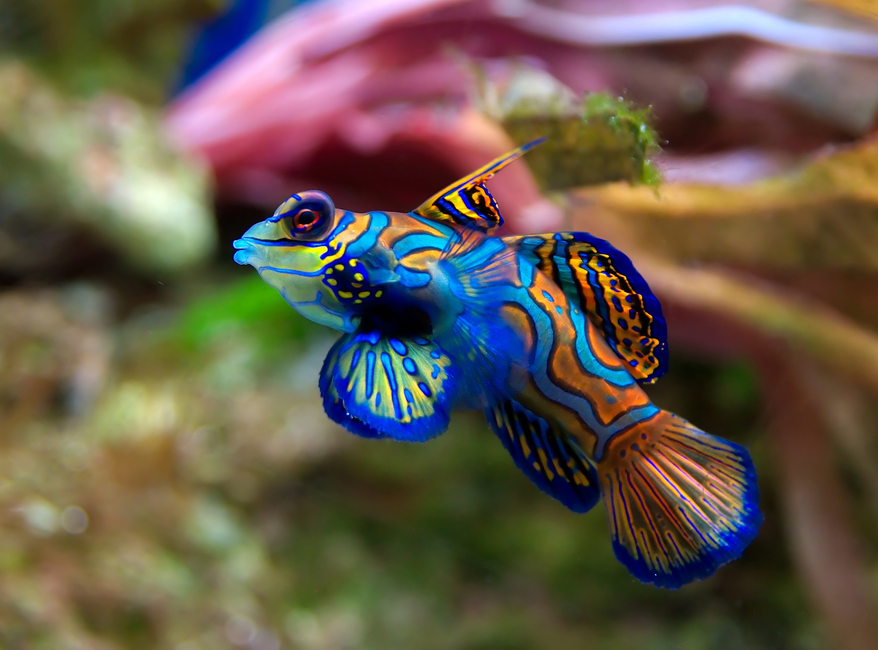 Красивая лировая рыбка фото