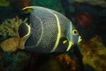 Beautiful french angelfish