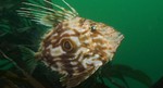 Beautiful John Dory