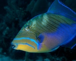 Beautiful queen triggerfish