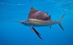 Beautiful Sailfish