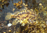 Beautiful Sargassum fish