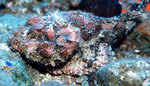 Beautiful Scorpionfish
