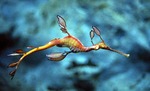 Beautiful Sea dragon 