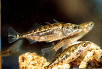 Beautiful Threespine sticklebacks