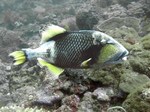 Beautiful Titan triggerfish 