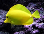 Beautiful Yellow tang