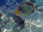 Beautiful Yellowmargin triggerfish