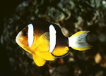 Beautiful Yellowtail clownfish