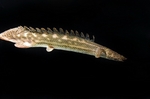 Bichir floats