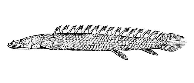 Bichir wallpaper